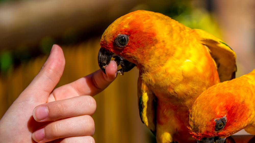  Image showing a pet bird bites its owner’s hand