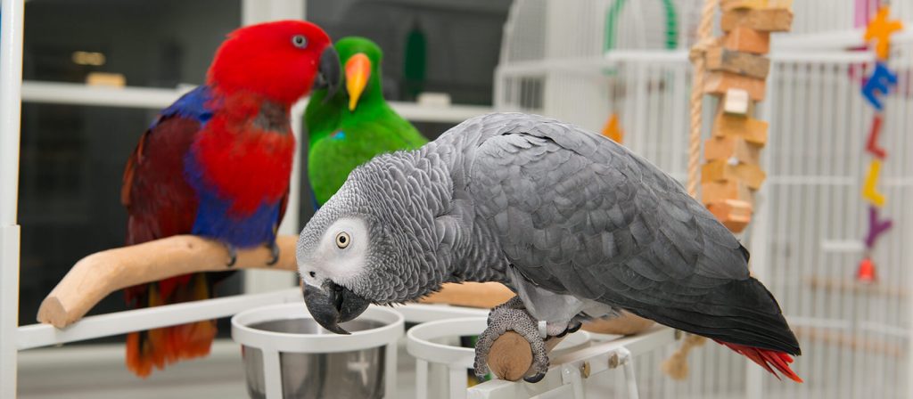 Image showing a beautiful gray parrot drinking water and two more colored parrots in background.